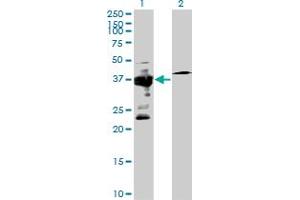 Western Blot analysis of IGBP1 expression in transfected 293T cell line by IGBP1 MaxPab polyclonal antibody. (IGBP1 antibody  (AA 1-339))