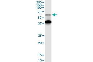 AGER MaxPab rabbit polyclonal antibody. (RAGE antibody  (AA 1-404))