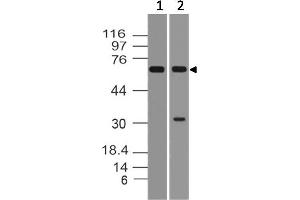 Image no. 1 for anti-Mitochondrial Antiviral Signaling Protein (MAVS) (AA 72-296) antibody (ABIN5027464) (MAVS antibody  (AA 72-296))