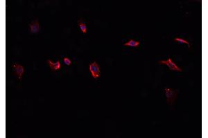 ABIN6276814 staining HepG2? (CD38 antibody  (Internal Region))