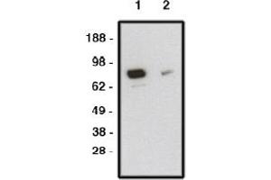 Image no. 1 for anti-Smoothened Homolog (Drosophila) (SMO) antibody (ABIN265245) (SMO antibody)