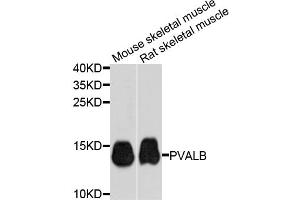 Western blot analysis of extracts of various cell lines, using PVALB antibody (ABIN6290777) at 1:1000 dilution. (PVALB antibody)