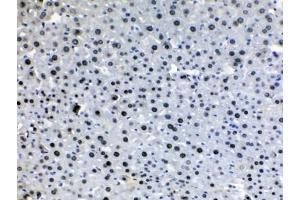 IHC testing of FFPE mouse liver tissue with HDGF antibody at 1ug/ml. (HDGF antibody  (AA 61-97))