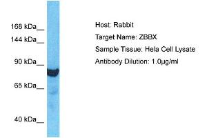 Host: Rabbit Target Name: ZBBX Sample Type: Hela Whole Cell lysates Antibody Dilution: 1. (ZBBX antibody  (N-Term))