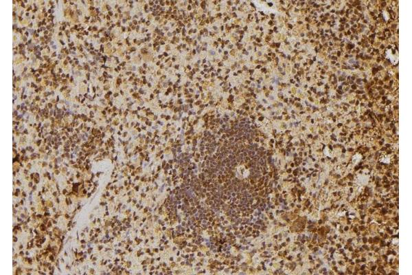 MTR4 antibody  (Internal Region)