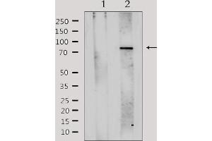 Western blot analysis of extracts from HepG2, using LHR2A Antibody. (VWA5A antibody  (Internal Region))