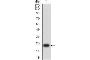 MSH6 antibody  (AA 374-540)