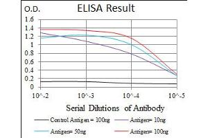 Image no. 4 for anti-Fibronectin 1 (FN1) antibody (ABIN1498273) (Fibronectin 1 antibody)