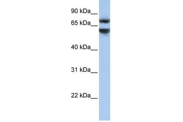 Junctophilin 3 抗体  (N-Term)