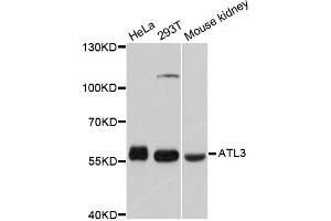 Western blot analysis of extracts of various cell lines, using ATL3 antibody. (ATL3 antibody)