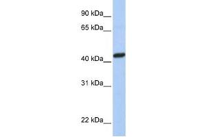 Western Blotting (WB) image for anti-Peroxisomal Biogenesis Factor 10 (PEX10) antibody (ABIN2458699) (PEX10 antibody)