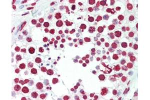 Human Testis: Formalin-Fixed, Paraffin-Embedded (FFPE), at a dilution of 1:50. (Nuclei and Chromosomes, Histone Specific antibody)