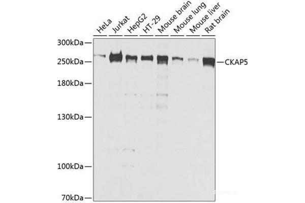 CKAP5 antibody