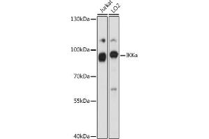 Western blot analysis of extracts of various cell lines, using IKKα antibody (ABIN6132067, ABIN6138615, ABIN6138616 and ABIN6213841) at 1:1000 dilution. (IKK alpha antibody  (AA 516-745))