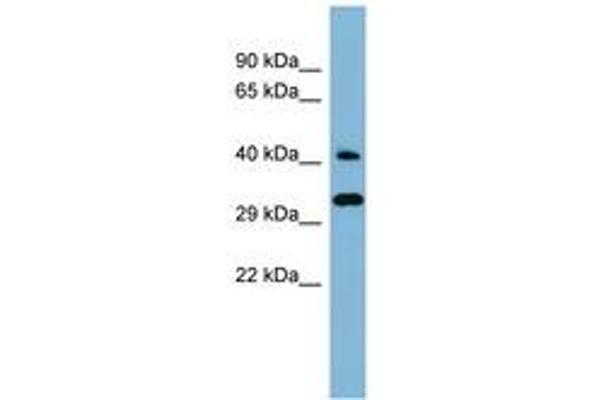DNAJC27 antibody  (AA 143-192)