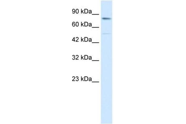ZNF341 antibody  (Middle Region)
