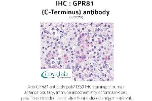 Image no. 1 for anti-G Protein-Coupled Receptor 81 (GPR81) (C-Term) antibody (ABIN1735170) (GPR81 antibody  (C-Term))