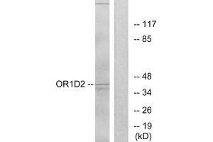 Western blot analysis of extracts from Jurkat cells, using OR1D2 antibody. (OR1D2 antibody  (Internal Region))