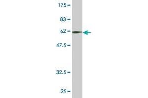 Western Blot detection against Immunogen (62. (CDC37L1 antibody  (AA 1-337))