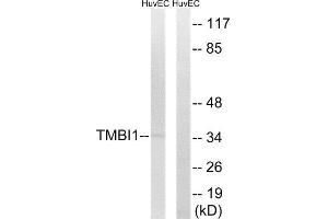 Western Blotting (WB) image for anti-Transmembrane BAX Inhibitor Motif Containing 1 (TMBIM1) (C-Term) antibody (ABIN1852312) (TMBIM1 antibody  (C-Term))