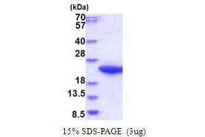 SDS-PAGE (SDS) image for Calpain, Small Subunit 1 (CAPNS1) (AA 84-268) protein (His tag) (ABIN5853704) (Calpain S1 Protein (AA 84-268) (His tag))