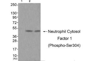 Western blot analysis of extracts from JK cells (Lane 2) and cos-7 cells (Lane 3), using Neutrophil Cytosol Factor 1 (Phospho-Ser304) Antibody. (NCF1 antibody  (pSer304))