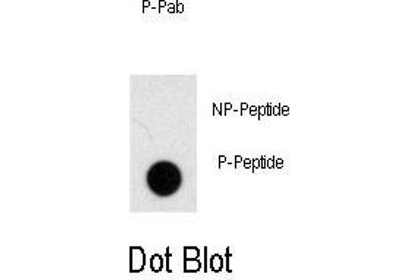 NOMO1 antibody  (pSer1205)