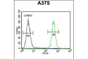 Flow cytometric analysis of A375 cells (right histogram) compared to a negative control cell (left histogram). (Chromosome 6 Open Reading Frame 170 (C6ORF170) (AA 112-139), (N-Term) antibody)