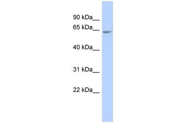 UDP-N-Acetyl-alpha-D-Galactosamine:polypeptide N-Acetylgalactosaminyltransferase 18 (GALNT18) (Middle Region) 抗体