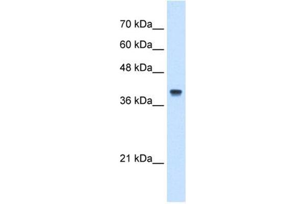 IFI44L antibody  (N-Term)