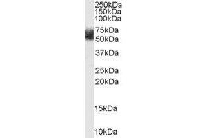 ABIN2562554 (1µg/ml) staining of Human Adipose lysate (35µg protein in RIPA buffer). (FBXL3 antibody  (N-Term))