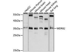 Western blot analysis of extracts of various cell lines, using WDR82 antibody (ABIN6294098) at 1:1000 dilution. (WDR82 antibody)