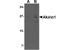 Western Blotting (WB) image for anti-Akirin 1 (AKIRIN1) (Middle Region) antibody (ABIN1030849) (Akirin 1 antibody  (Middle Region))