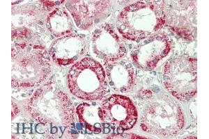 IHC-P analysis of Mouse Kidney Tissue, with HE staining. (GOT2 antibody  (AA 30-430))