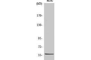 Western Blotting (WB) image for anti-BEN Domain Containing 4 (BEND4) (Internal Region) antibody (ABIN6283424) (BEND4 antibody  (Internal Region))