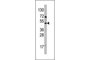 Western blot analysis of anti-VEGF4 Antibody (C-term) Pab ((ABIN390256 and ABIN2840717)) in 293 cell line lysates. (VEGFD (VEGF4) (AA 322-352), (C-Term) antibody)