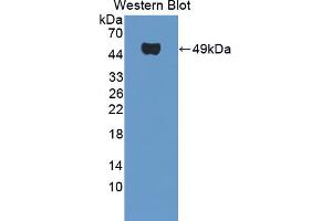 Figure. (Smoothelin antibody  (AA 742-906))