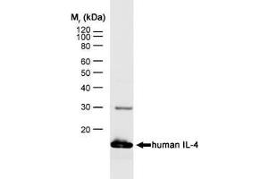 Western Blotting (WB) image for anti-Interleukin 4 (IL4) antibody (PE) (ABIN2475021) (IL-4 antibody  (PE))