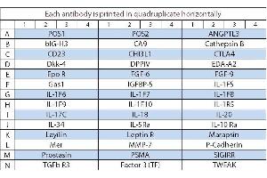 Image no. 1 for Human Cytokine Array Q8 (ABIN4956060) (Human Cytokine Array Q8)