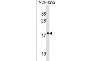 RPS17L Antibody (Center) (ABIN1538618 and ABIN2850519) western blot analysis in NCI- cell line lysates (35 μg/lane). (RPS17L antibody  (AA 77-103))