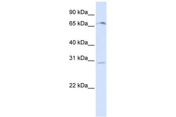 OR6C75 抗体  (Middle Region)