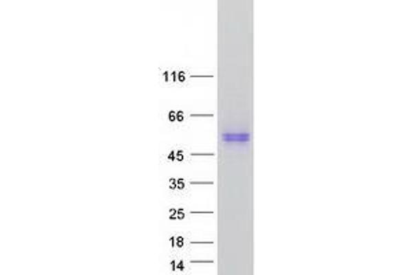 TMEM30A Protein (Transcript Variant 1) (Myc-DYKDDDDK Tag)