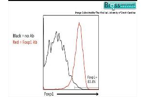 Pmel-1 splenocytes were stained with RABBIT ANTI-FOXP1 POLYCLONAL ANTIBODY, CONJUGATED . (FOXP1 antibody  (AA 581-705))