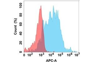 Flow cytometry analysis with Anti-T on Expi293 cells transfected with human T (Blue histogram) or Expi293 transfected with irrelevant protein (Red histogram). (TREM2 antibody)