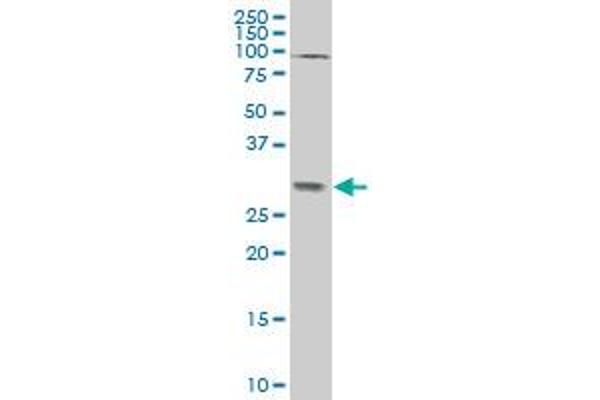 TGIF2 antibody  (AA 131-236)