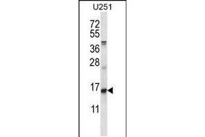 Western blot analysis in U251 cell line lysates (35ug/lane). (ID1 antibody  (AA 66-93))