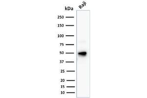 CD79a antibody  (AA 202-216)