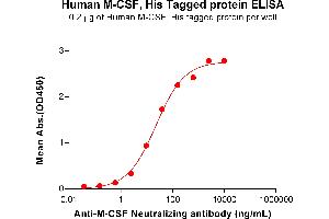 ELISA plate pre-coated by 2 μg/mL (100 μL/well) Human M-CSF Protein, His Tag (ABIN7092731, ABIN7272278 and ABIN7272279) can bind Anti-M-CSF Neutralizing antibody ABIN7478003 and ABIN7490942 in a linear range of 2. (M-CSF/CSF1 Protein (AA 33-255) (His tag))
