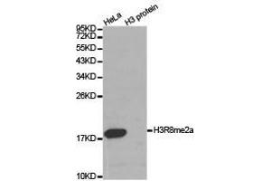 Western Blotting (WB) image for anti-Histone 3 (H3) (H3R8me2a) antibody (ABIN1873016) (Histone 3 antibody  (H3R8me2a))