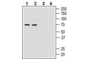 Western blot analysis of mouse brain lysates (lanes 1 and 3) and rat brain lysates (lanes 2 and 4): - 1, 2. (GPR52 antibody  (3rd Intracellular Loop))